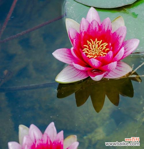 荷花的象征意义及美学价值 荷花