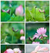 一朵傲立于污泥之中的华丽之花 荷花