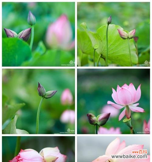 一朵傲立于污泥之中的华丽之花 荷花