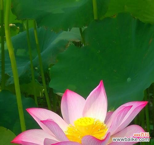 一朵傲立于污泥之中的华丽之花 荷花