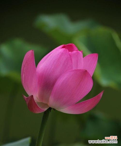 一朵傲立于污泥之中的华丽之花 荷花