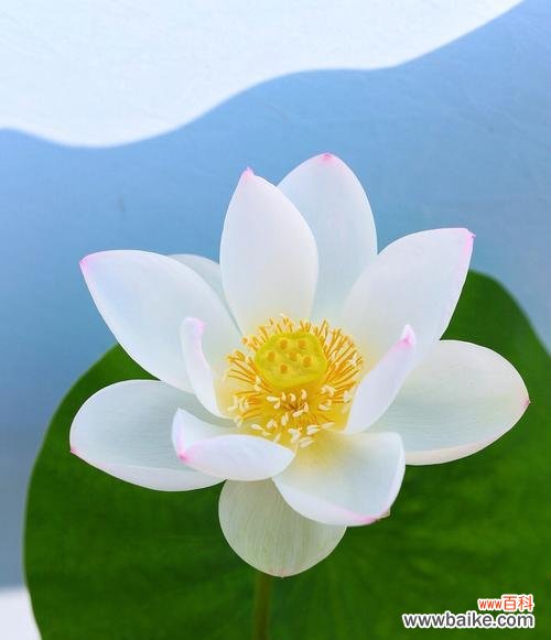 水中傲世的奇迹 荷花的象征意义与寓意