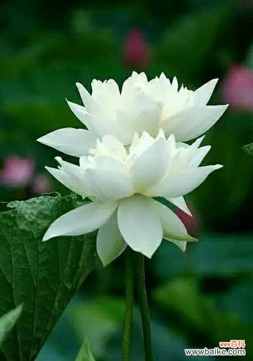 水中傲世的奇迹 荷花的象征意义与寓意