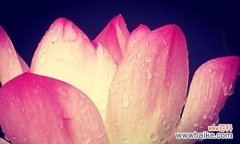 探索令箭荷花的花语与传承 以令箭荷花的花语为主题的文章