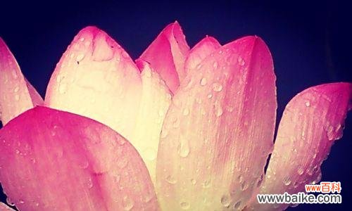 探索令箭荷花的花语与传承 以令箭荷花的花语为主题的文章