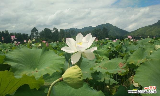 探寻荷花的深层意蕴，领略其独特之美 荷花的象征意义与美丽之旅