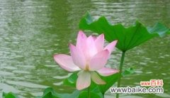 春日盛开的花朵，蕴含深远的寓意 牡丹与荷花