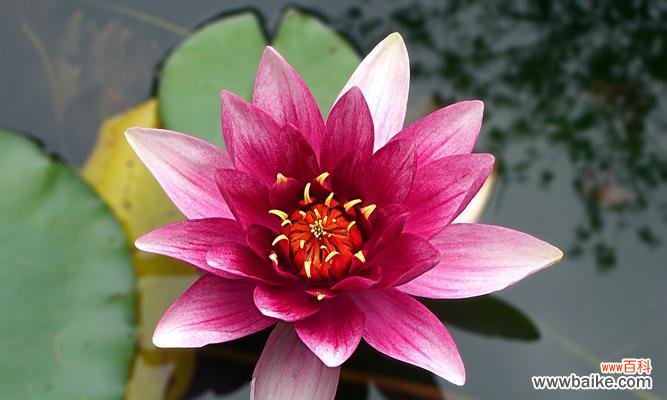 春日盛开的花朵,蕴含深远的寓意 牡丹与荷花