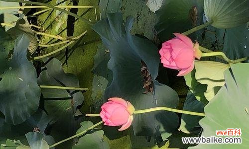 春日盛开的花朵,蕴含深远的寓意 牡丹与荷花