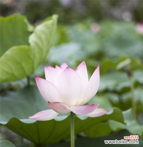 探寻荷花的美与哲学 荷花的象征意义及文化内涵