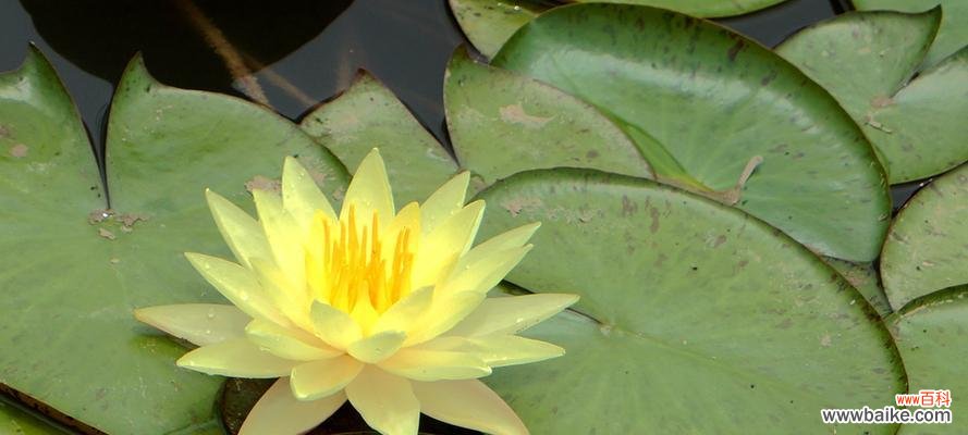 探寻荷花的美与哲学 荷花的象征意义及文化内涵