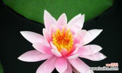 探寻荷花的美与哲学 荷花的象征意义及文化内涵