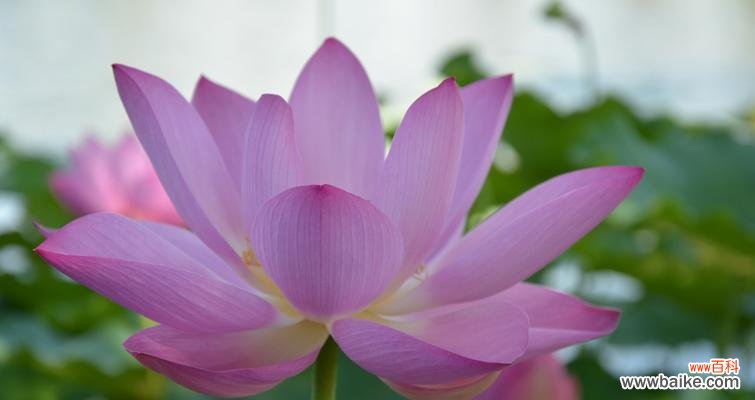 水中的美丽与坚强 荷花的象征意义