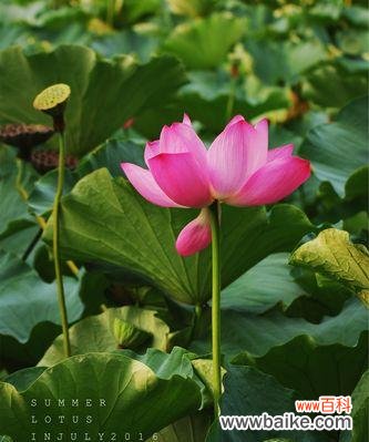 中国文化中的荷花传承与美学追求 荷花的象征意义及美丽之旅