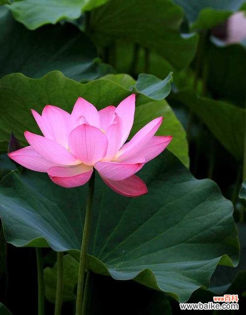 中国文化中的荷花传承与美学追求 荷花的象征意义及美丽之旅