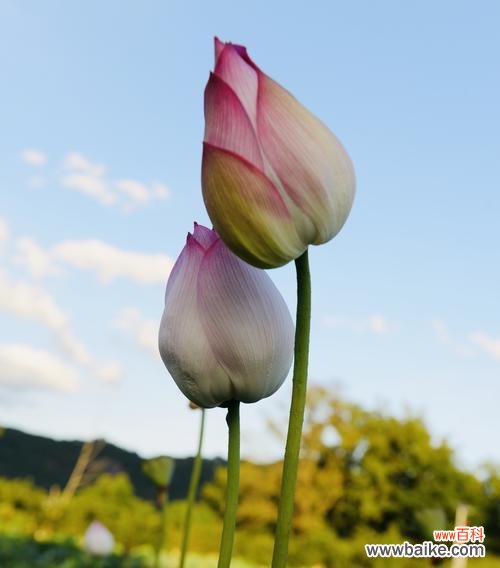 中国文化中的荷花传承与美学追求 荷花的象征意义及美丽之旅