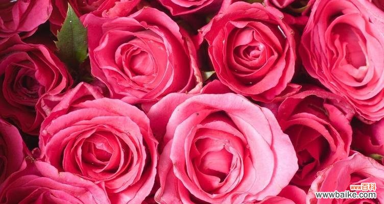 玫瑰花语代表什么意思 用87朵玫瑰花传递的浪漫爱意