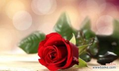 探索玫瑰花的浪漫之语 玫瑰花语之97朵花的意义