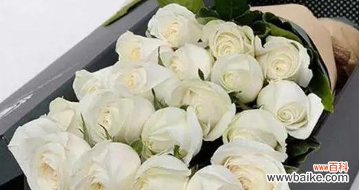 用9朵白玫瑰传递心意的意义与方法 白玫瑰的花语——神秘之美