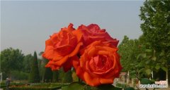 揭示安庆市花月季的意义与美丽 安庆市花月季及其寓意——花开如月，璀璨绽放