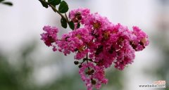 探索紫薇花在安阳的历史渊源和文化表达 安阳市花紫薇花的象征意义