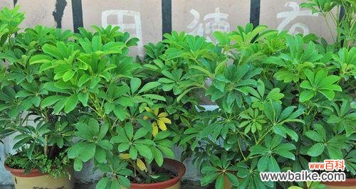 财运亨通 八方来财树开花，预示着什么