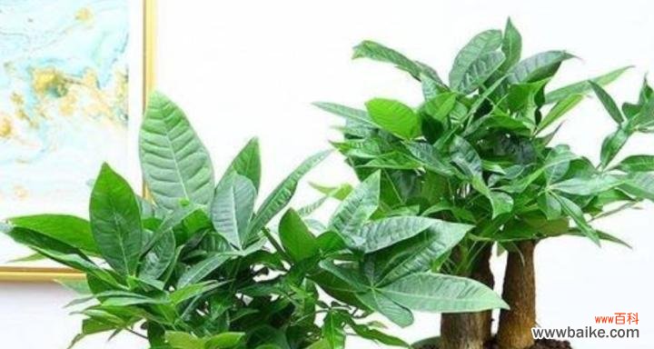 解密以巴西美人的能量场和吉祥象征 探寻以巴西美人的风水寓意与摆放位置