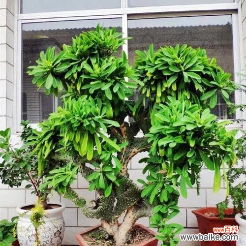 巴西木在风水中的意义和功效 以巴西木的风水作用——吸纳财富和平衡能量的象征