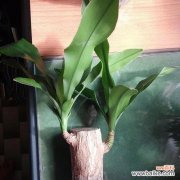 探索以巴西木花朵的花语 以巴西木的花语和寓意