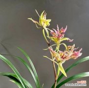 哪种花的花语代表富贵与隐忍？