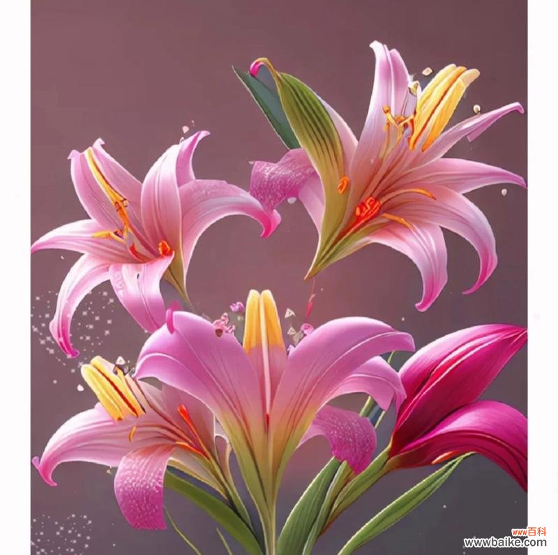 百合和满天星的花语是什么？它们共同传递了哪些信息？