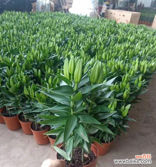 百合和满天星的花语是什么？它们共同传递了哪些信息？