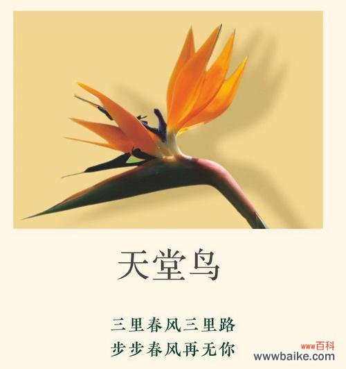 不计较的花语有何深层含义?