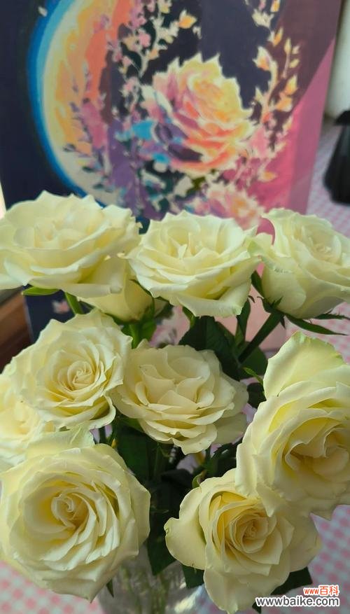 白色玫瑰花代表什么意义？送人有何特别含义？