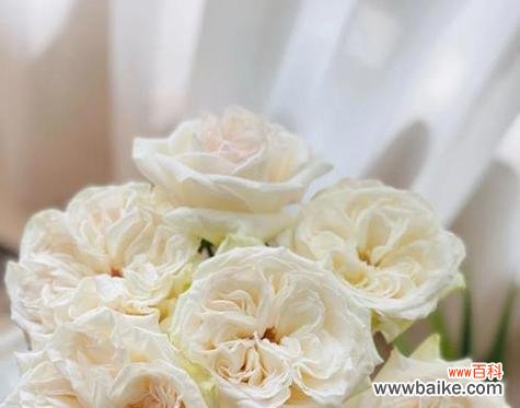 白色玫瑰花代表什么意义？送人有何特别含义？