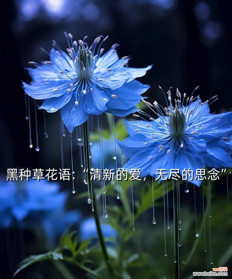 花语是对爱人的思念是什么花?哪种花代表了深切的思念?