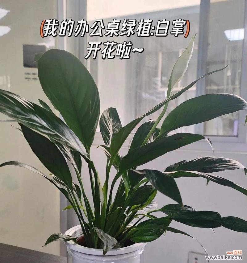 鸢尾和白掌的花语分别是什么?它们各自有何寓意?