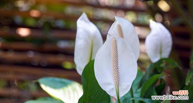 鸢尾和白掌的花语分别是什么?它们各自有何寓意?