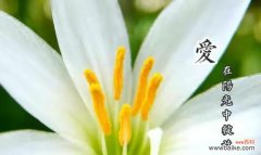 葱莲花语有哪些寓意？它象征着什么？