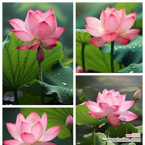 吉祥花语物品有哪些？花语中代表吉祥的是什么？