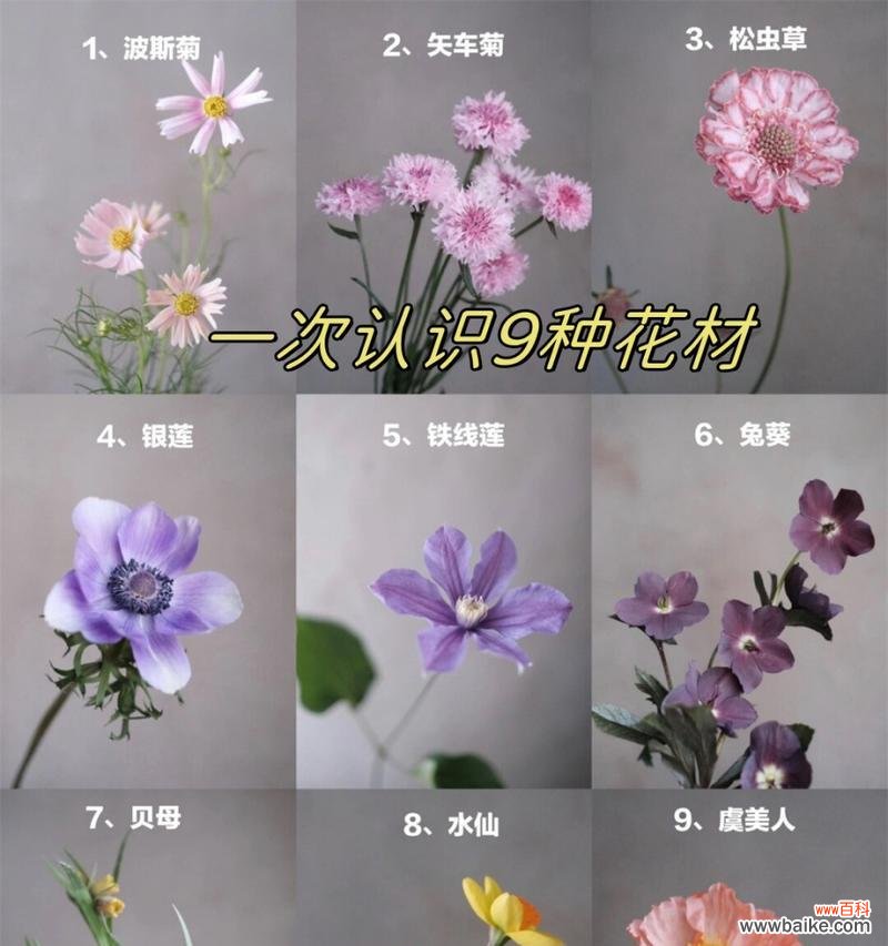 格桑花的花语有哪些特别含义？