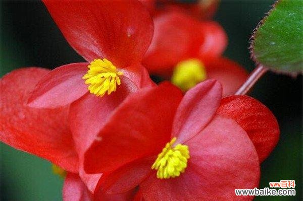 秋海棠的花语有哪些含义?