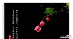 秋海棠的花语有哪些含义？