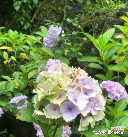 雪球山楂的花语代表了什么含义?