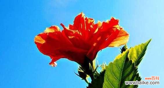 无言花语通常表达什么？