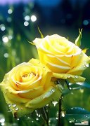 哪种花的花语代表永远真诚？