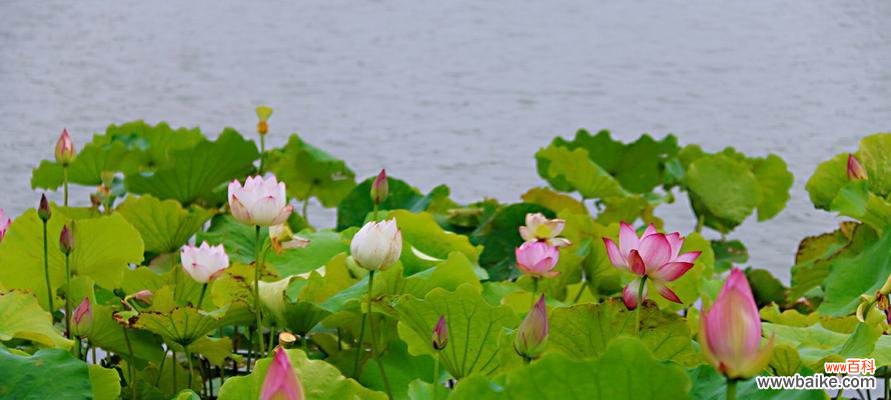 探寻荷花的神秘之美与生命哲学 荷花花语的意义与象征
