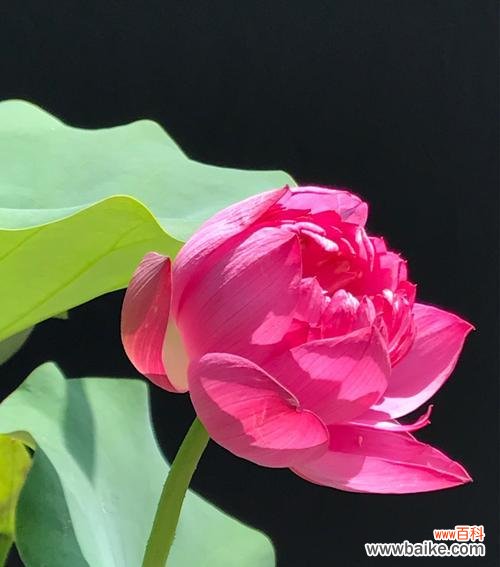 探寻荷花的神秘之美与生命哲学 荷花花语的意义与象征