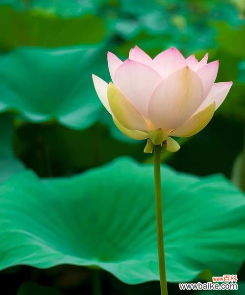 象征着纯净与坚韧的优雅之花 荷花