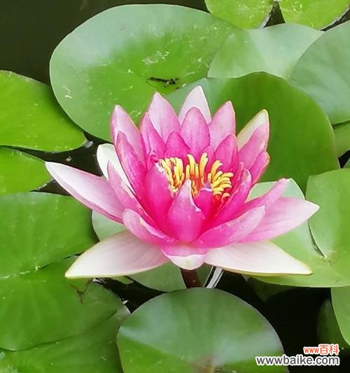 探寻花海中的神秘传说 小令箭荷花花语的奥秘